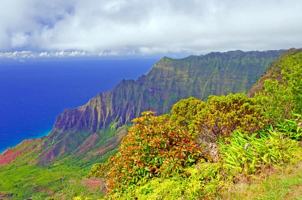 Tropical plants on a rugged island — Stock Photo, Image