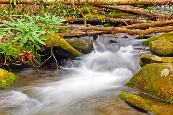 A Forest Stream in Spring — Stock Photo, Image