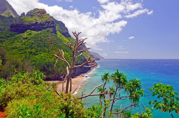 Tropiska kusten i hawaii Royaltyfria Stockbilder