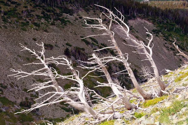 Troncs d'arbres blanchis sur une pente de montagne — Photo