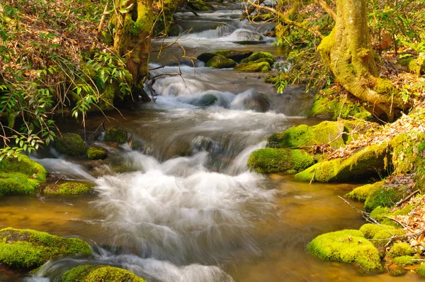 Mountain Stream on a spring morning — Stock Photo, Image