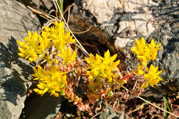 Flores silvestres em Tundra Alpina — Fotografia de Stock