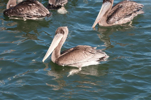 Pelicano na costa da Califórnia — Fotografia de Stock