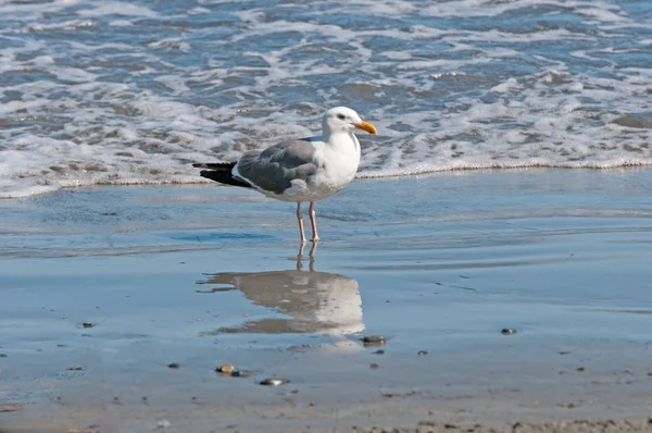 Чайка на океанському березі — стокове фото