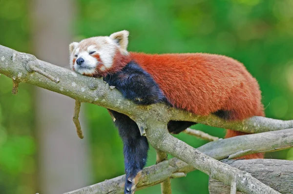 一棵树上的红色熊猫 — 图库照片