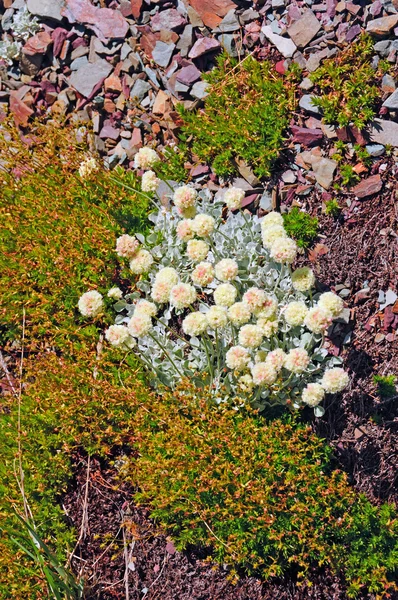 Tundra rostliny na svahu suť — Stock fotografie