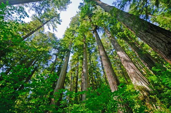 Dia ensolarado nas sequoias costeiras — Fotografia de Stock