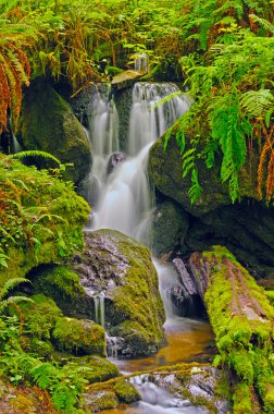 Hidden Falls in a fern Grotto clipart