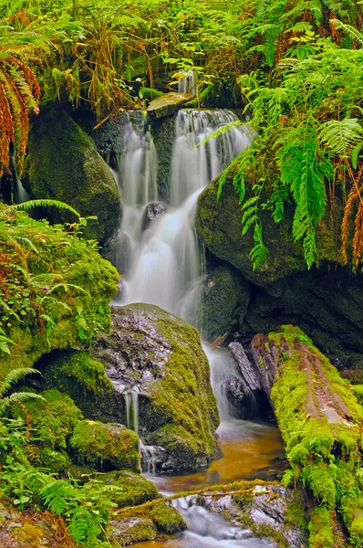 Hidden Falls in a fern Grotto — Stock Photo, Image