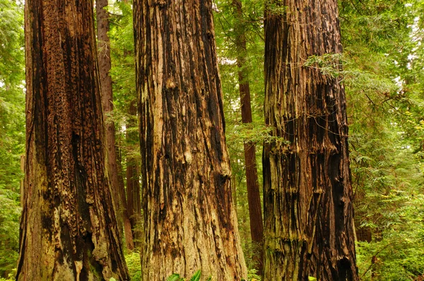 Fogo: árvores cicatrizadas em Califórnia — Fotografia de Stock