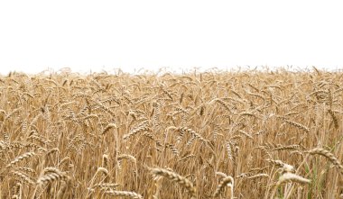 Wheat field and white background clipart