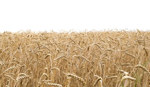 Buğday alan ve beyaz arka plan — Stok fotoğraf