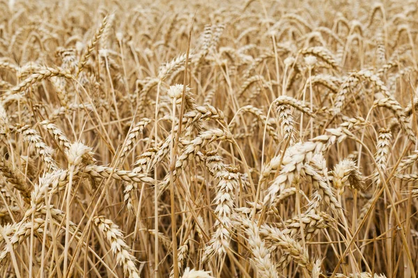 Vista ravvicinata di un campo di grano — Foto Stock