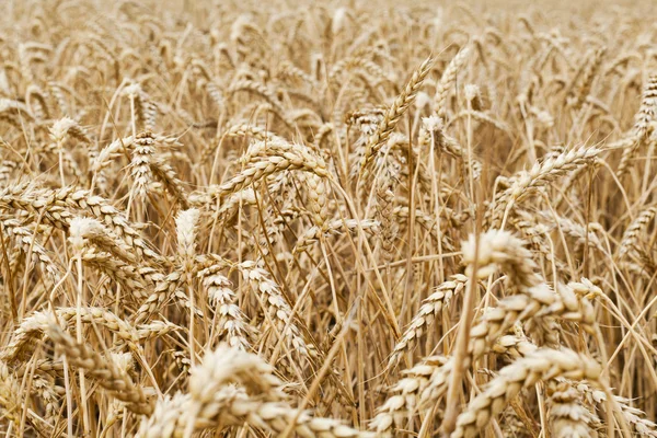 Closeup view of a wheat field — Stock Photo, Image