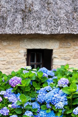 thatched yazlık ve ortanca