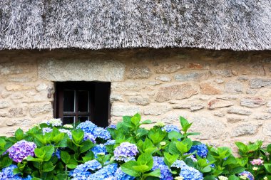 thatched yazlık ve ortanca