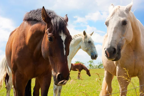 Hästar i äng — Stockfoto