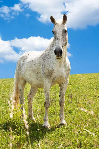 Cavalo branco na natureza — Fotografia de Stock