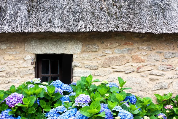 stock image Thatched cottage and hydrangeas