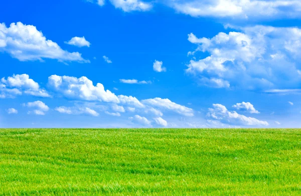 stock image Wheat field and blue sky