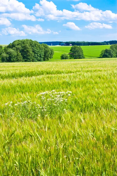Barleycorn field — Stock Photo, Image