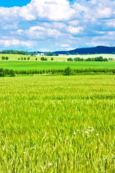Barleycorn veld — Stockfoto