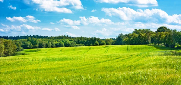 Barley fields undulating in the middle of woods — Stock Photo, Image