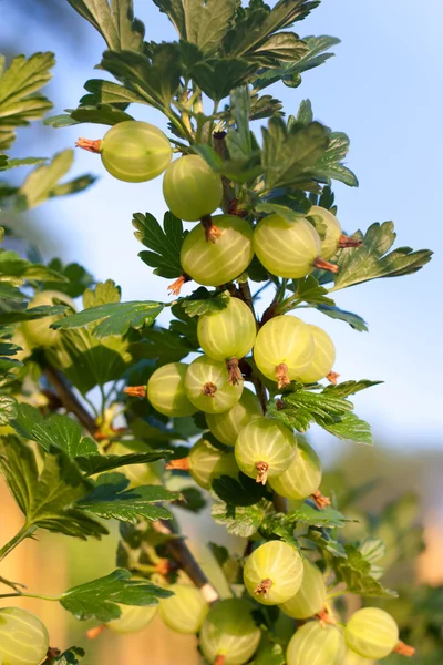 Gooseberries ripening on their branches — Stock Photo, Image