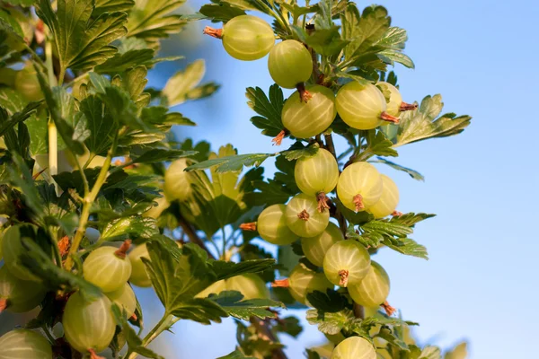 Gooseberry pematangan pada cabang-cabang mereka — Stok Foto