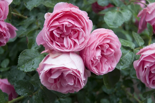 stock image Roses in the rain