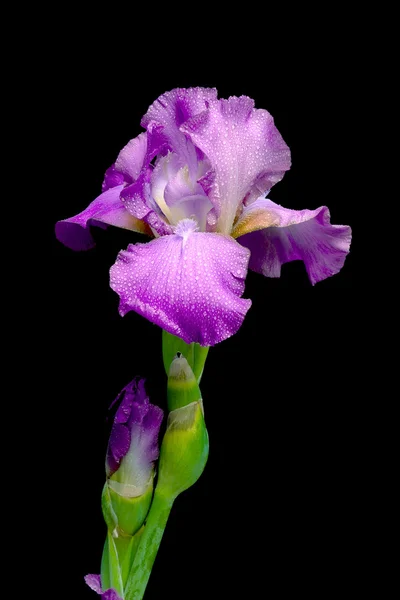 Iris fioritura su uno sfondo nero — Foto Stock