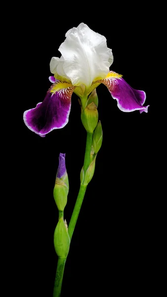 Hermosa Iris sobre un fondo negro — Foto de Stock
