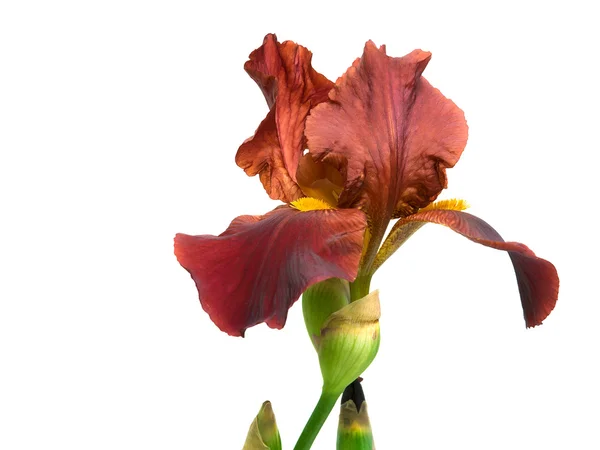 Iris fiore su sfondo bianco — Foto Stock