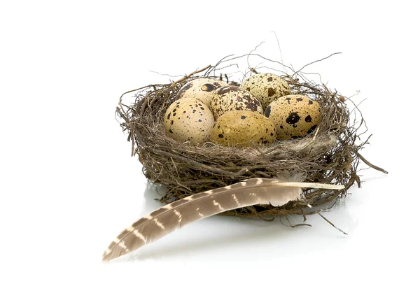 Uova di quaglia nel nido e penna di quaglia — Foto Stock