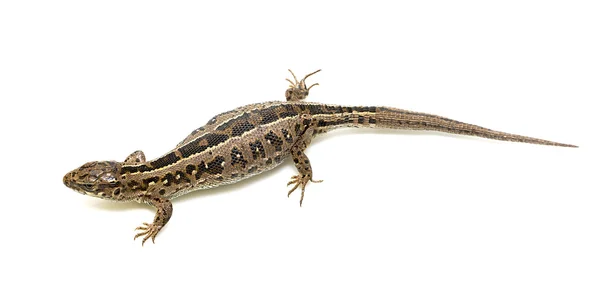 stock image Lizard on white background