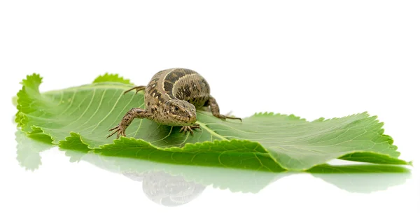 Ящірка на зеленому листі — стокове фото