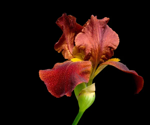 Iris dunkelbeige auf schwarzem Hintergrund — Stockfoto