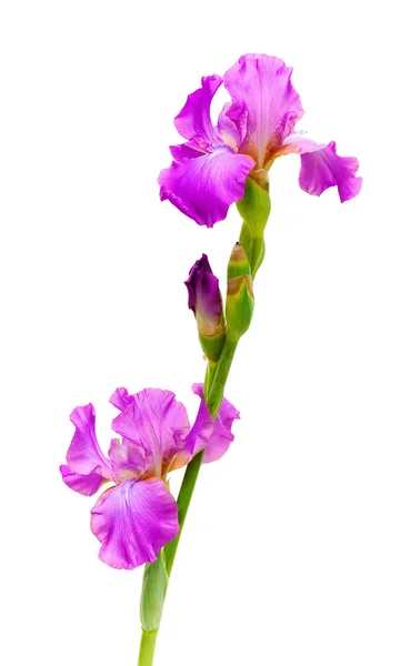 Iris blooming branch on a white background — Stock Photo, Image