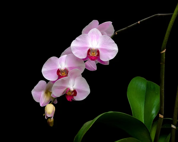 Růžový phalaenopsis orchideje na černém pozadí — Stock fotografie