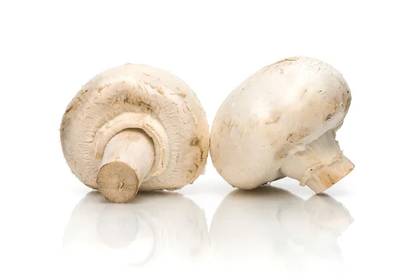 Mushroom close-up op witte achtergrond — Stockfoto