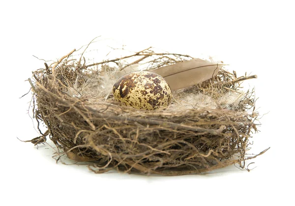 Telur dalam sarang pada latar belakang putih — Stok Foto