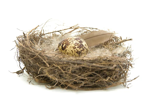 stock image Egg in a nest on a white background