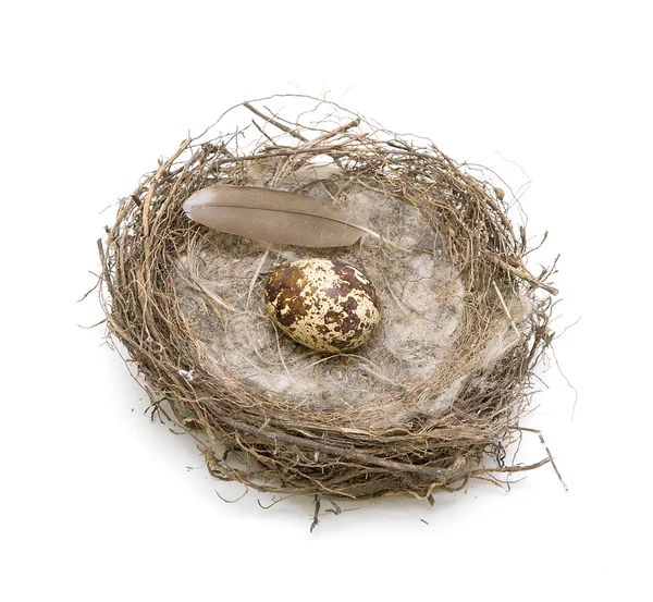 Uova nel nido. vista dall'alto . — Foto Stock