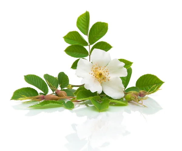 Biodra kwiat na białym tle — Zdjęcie stockowe