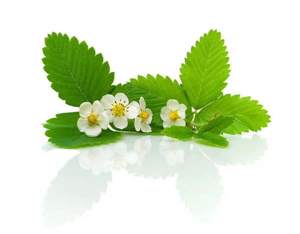 Jahodové listy a květy na bílém pozadí — Stock fotografie