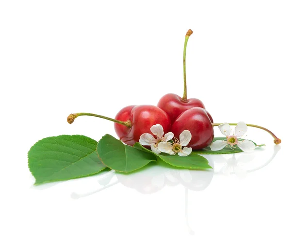 체리 과일, 잎 및 백색 배경에 벚꽃 — 스톡 사진