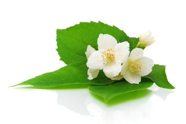 Flores de jasmim em um fundo branco close-up — Fotografia de Stock