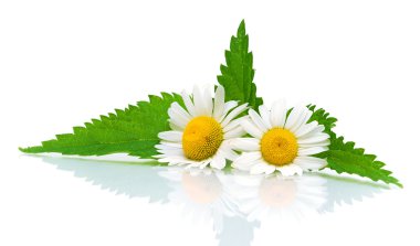 Flowers of chamomile and nettle leaves on a white background clipart