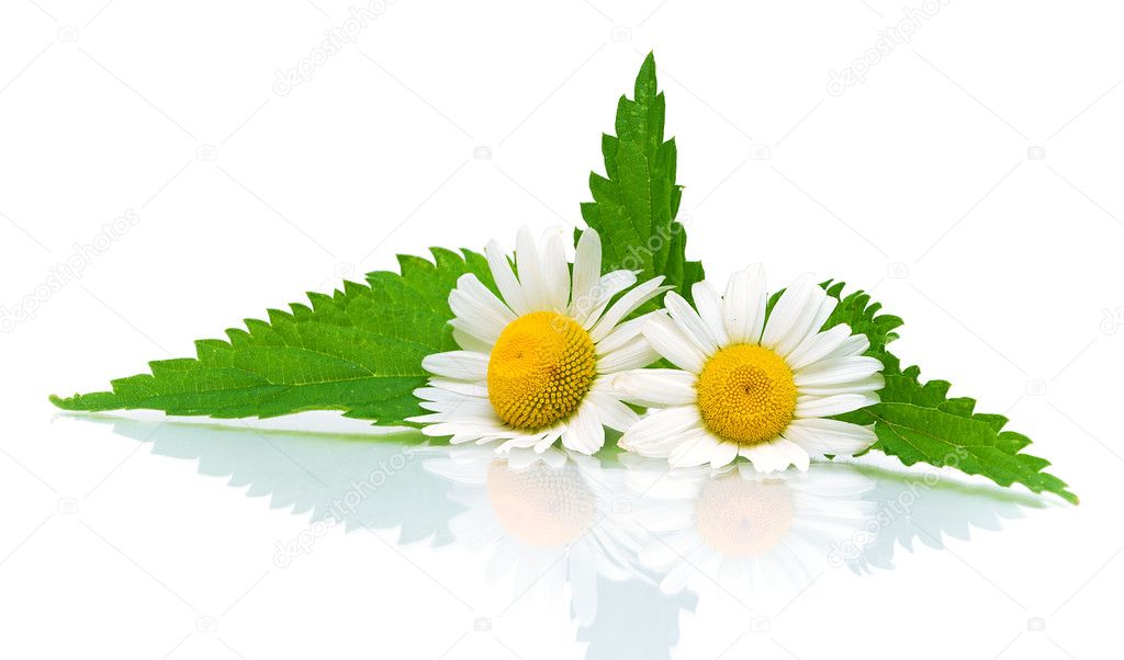 Flowers of chamomile and nettle leaves on a white background