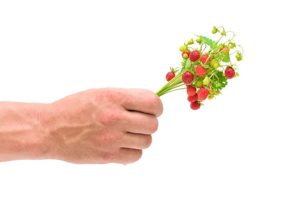 Un ramo de fresas silvestres en la mano de un hombre — Foto de Stock